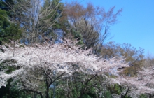 CIMG8828.JPG